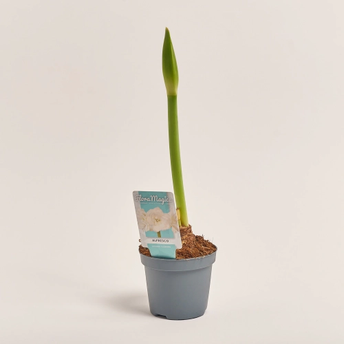 Зображення товару Амариліс мікс, артикул: 53418