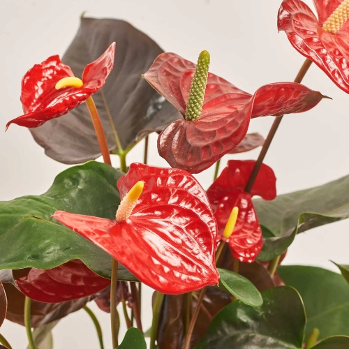 Зображення товару Антуріум Корал Чемпіон, артикул: 29177