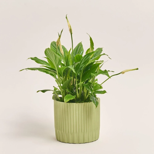 Спатифіллум Шопен в кер., артикул: 52478 Зображення товару Спатифіллум Шопен в кер., артикул: 52478