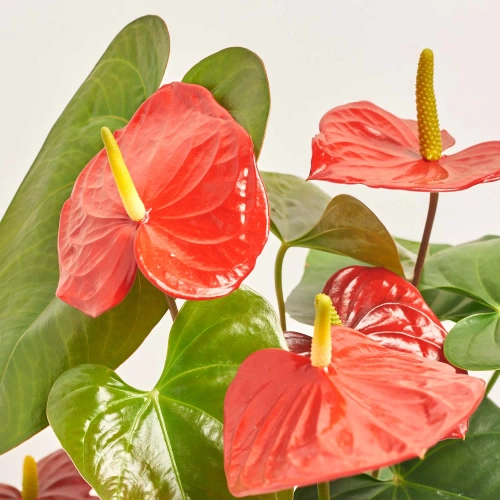 Зображення товару Антуріум Оклахома, артикул: 18307