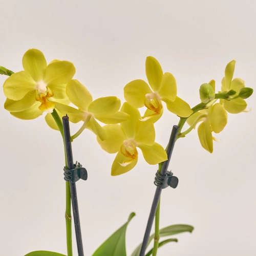 Зображення товару Фаленопсис мультифлора 1/2ст. мікс, артикул: 53124