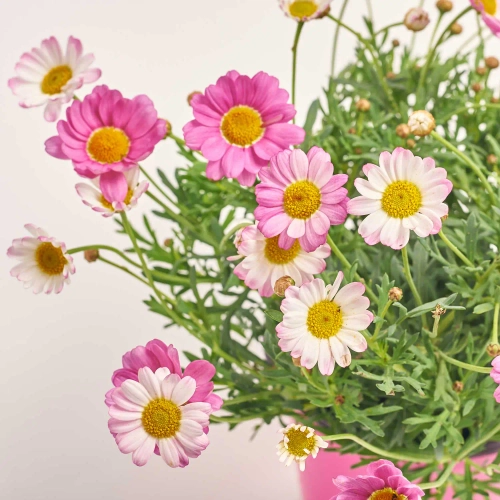 Зображення товару Аргірантемум рожевий, артикул: 57443