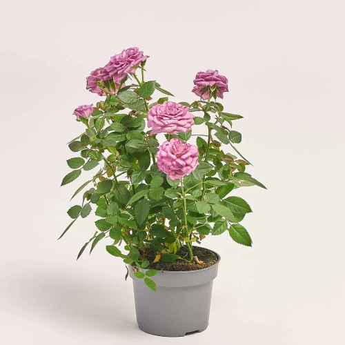 Зображення товару Троянда Кордана Ахой, артикул: 47167