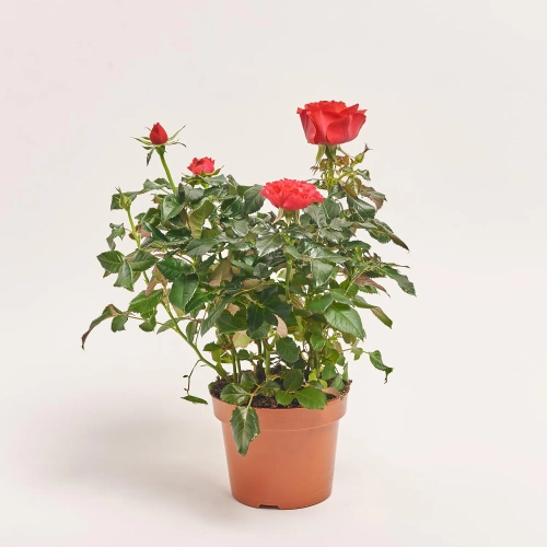 Зображення товару Троянда мікс, артикул: 1293