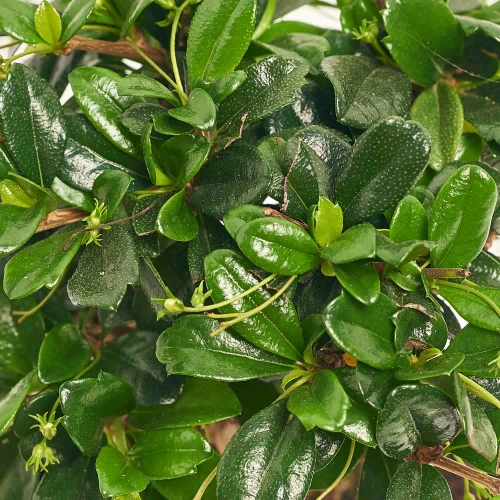 Бонсай в кер., артикул: 17924 Зображення товару Бонсай в кер., артикул: 17924