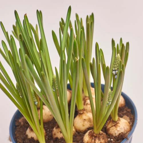 Мускарі в цинк. горщику, артикул: 44297 Зображення товару Мускарі в цинк. горщику, артикул: 44297