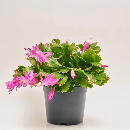 Шлюмбергера мікс, артикул: 54323 Зображення товару Шлюмбергера мікс, артикул: 54323