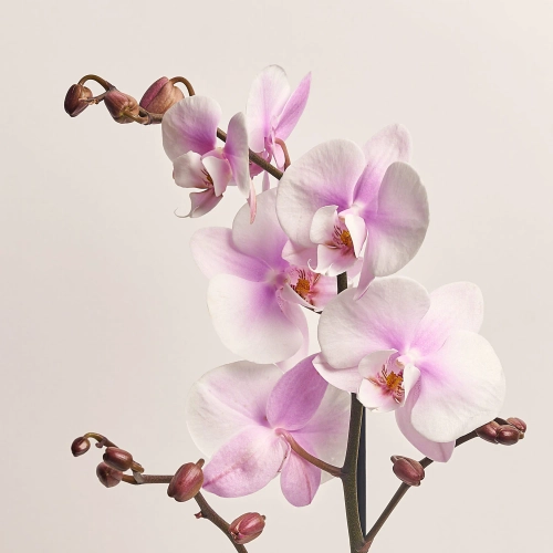 Зображення товару Фаленопсис 1ст. мікс, артикул: 18850