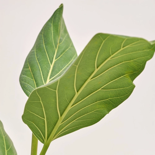 Фікус бенгальський Одрі, артикул: 42611 Зображення товару Фікус бенгальський Одрі, артикул: 42611