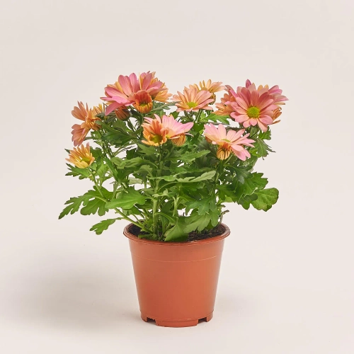 Хризантема Маргаріта, артикул: 37720 Зображення товару Хризантема Маргаріта, артикул: 37720