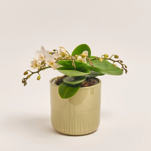 Фаленопсис Мф "Назаре" 4ст. в кер., артикул: 49370 Зображення товару Фаленопсис Мф "Назаре" 4ст. в кер., артикул: 49370