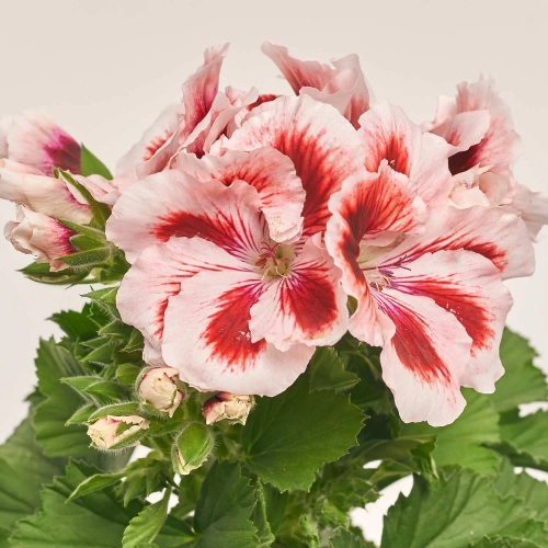 Пеларгонія мікс, артикул: 1279 Зображення товару Пеларгонія мікс, артикул: 1279