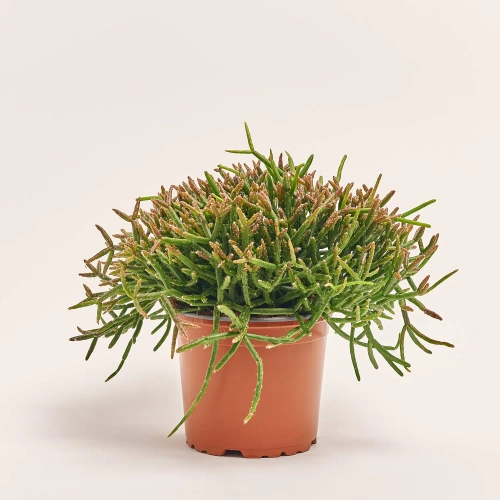 Зображення товару Рипсаліс мікс, артикул: 52619