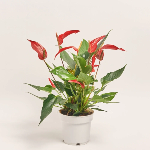 Зображення товару Антуріум Лілі Ред, артикул: 55888