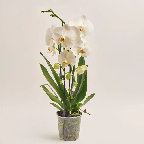 Зображення товару Фаленопсис каскад 2ст. мікс, артикул: 18513