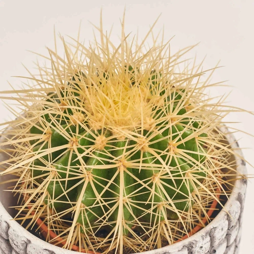 Зображення товару Кактус мікс в кер., артикул: 56882