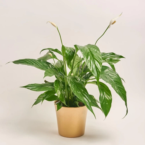 Зображення товару Спатифілум та Кашпо Сет 220, артикул: 51852