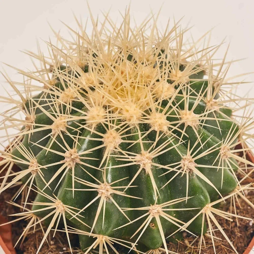 Зображення товару Кактус мікс, артикул: 46255