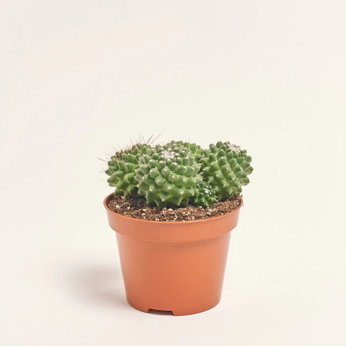 Зображення товару Кактус мікс, артикул: 18135