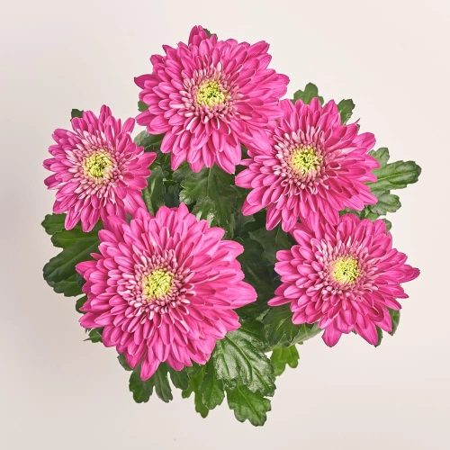 Хризантема Зембла мікс, артикул: 40514 Зображення товару Хризантема Зембла мікс, артикул: 40514