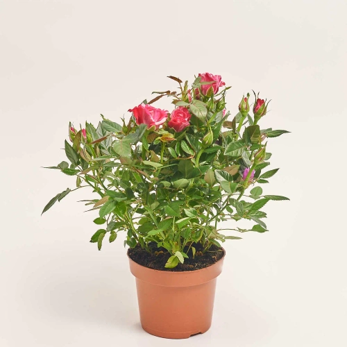 Зображення товару Троянда Твін Колор, артикул: 57004