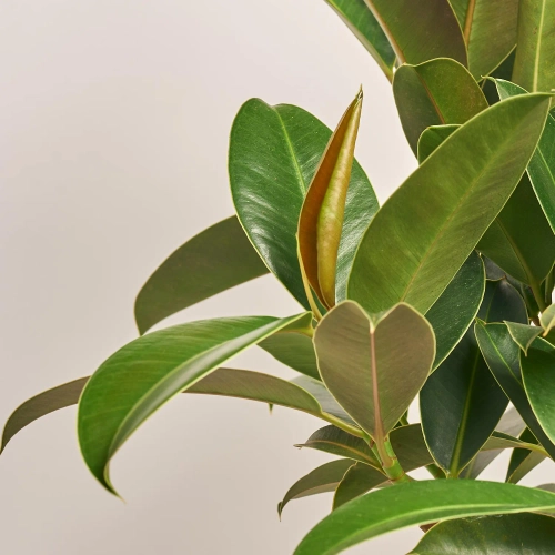 Зображення товару Фікус ел Мелані штамб., артикул: 33015