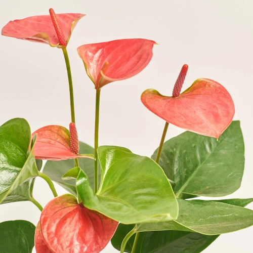 Зображення товару Антуріум Світ Дрім, артикул: 37417