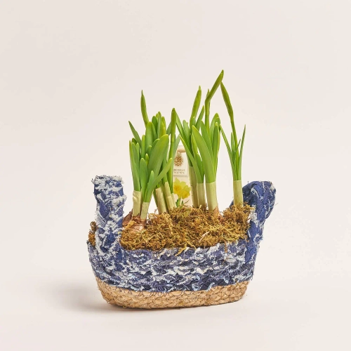 Зображення товару Нарцис Тет-а-Тет у плет. кашпо, артикул: 56676