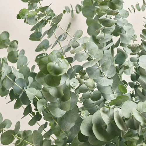 Зображення товару Евкаліпт Гунні, артикул: 44895