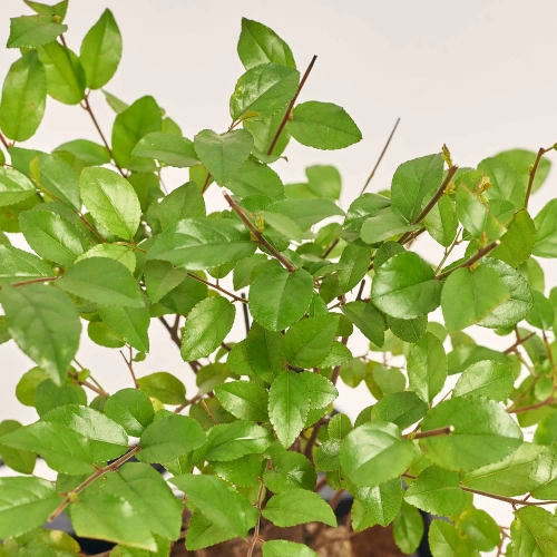 Бонсай мікс, артикул: 17945 Зображення товару Бонсай мікс, артикул: 17945