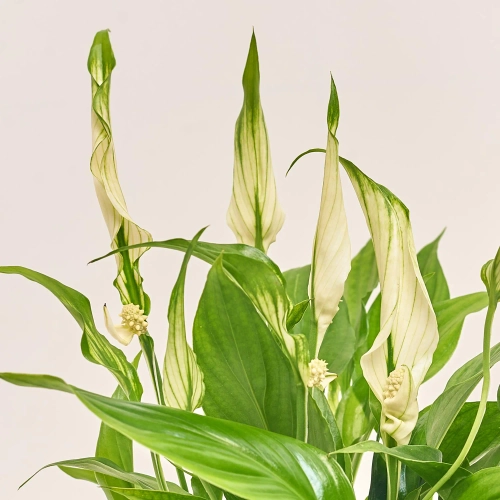 Спатифіллум Шопен в кер., артикул: 52478 Зображення товару Спатифіллум Шопен в кер., артикул: 52478