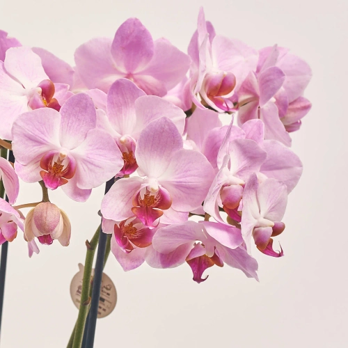 Фаленопсис Мф "Антверп" 2ст., артикул: 50758 Зображення товару Фаленопсис Мф "Антверп" 2ст., артикул: 50758