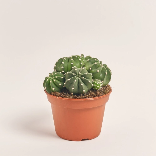 Зображення товару Кактус мікс, артикул: 33267