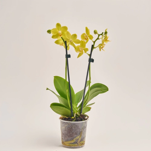 Зображення товару Фаленопсис мультифлора 1/2ст. мікс, артикул: 53124