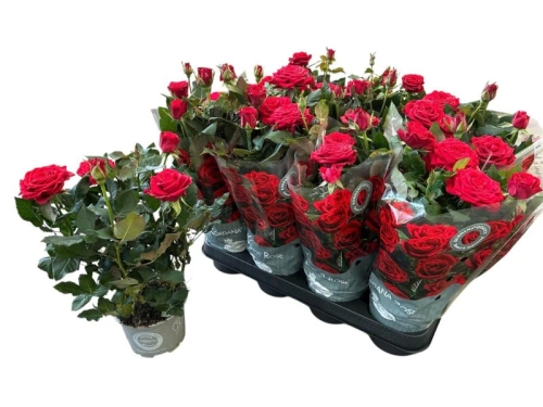 Зображення товару Троянда Кордана Гранде Мерседе, артикул: 56388