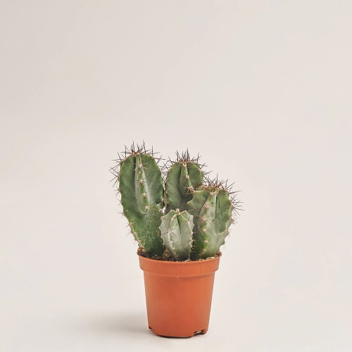 Зображення товару Кактус з квітами, артикул: 53320