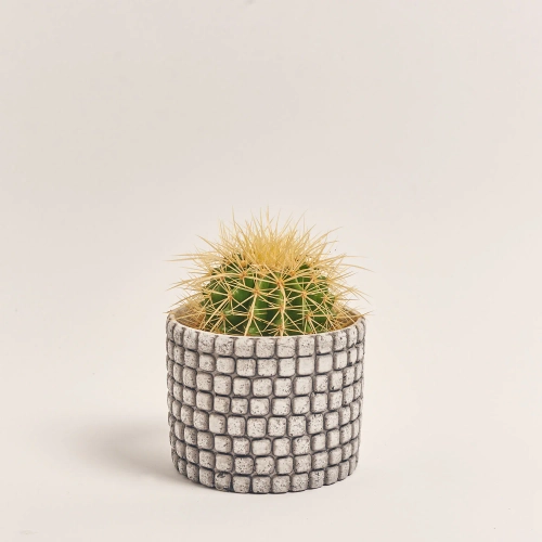 Зображення товару Кактус мікс в кер., артикул: 56882