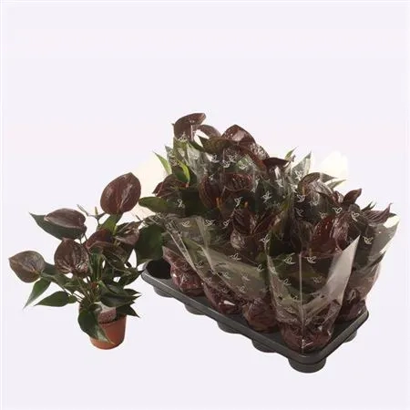 Зображення товару Антуріум Чоколет, артикул: 54169