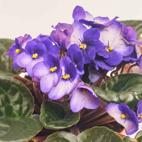 Зображення товару Сенполія мікс, артикул: 18381