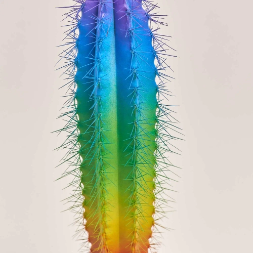 Зображення товару Кактус Рейнбов "Zuil" Спешл, артикул: 52324