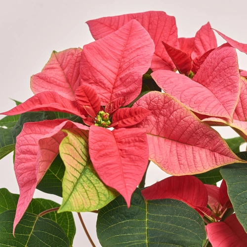 Пуансетія Преміум Пінк, артикул: 43185 Зображення товару Пуансетія Преміум Пінк, артикул: 43185