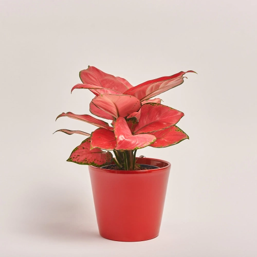 Зображення товару Аглаонема Ред Валентайн та Кашпо Сет 520, артикул: 55084