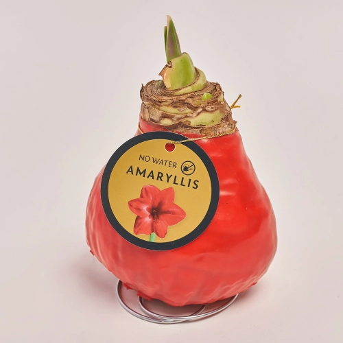 Амариліс мікс у воску, артикул: 32504 Зображення товару Амариліс мікс у воску, артикул: 32504