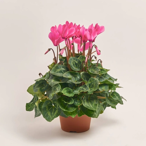 Цикламен XL рожевий, артикул: 53198 Зображення товару Цикламен XL рожевий, артикул: 53198