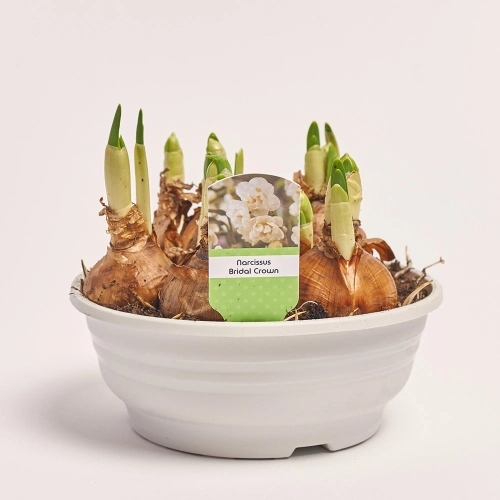 Нарцис Брайдал Краун, артикул: 45658 Зображення товару Нарцис Брайдал Краун, артикул: 45658