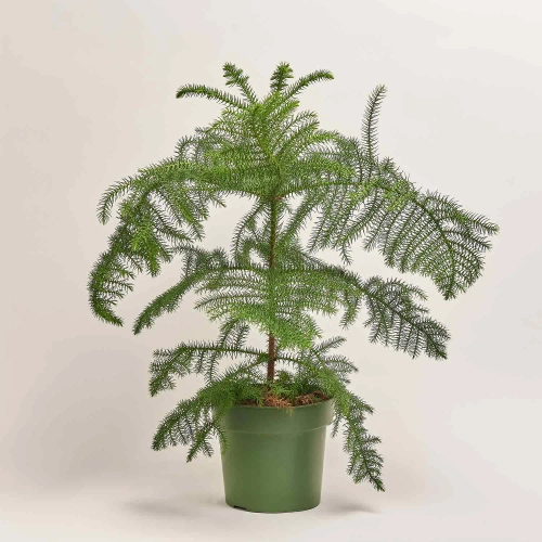 Араукарія Гетерофіла, артикул: 53751 Зображення товару Араукарія Гетерофіла, артикул: 53751