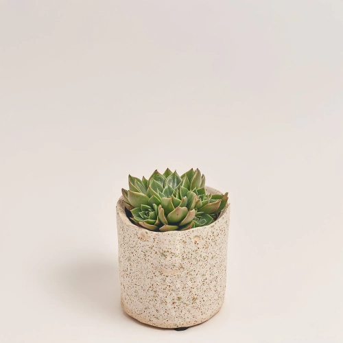 Зображення товару Сукулент мікс в кер., артикул: 30451