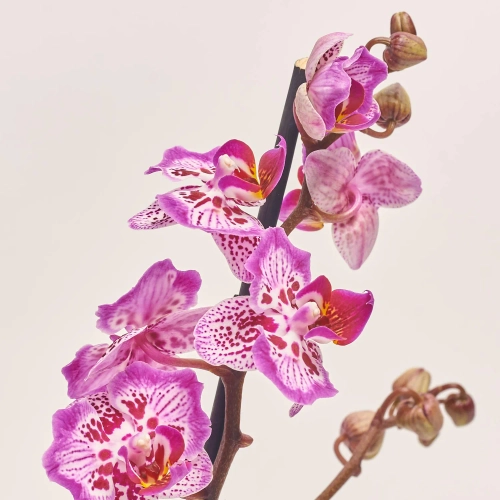 Зображення товару Фаленопсис 2ст. мікс, артикул: 25844