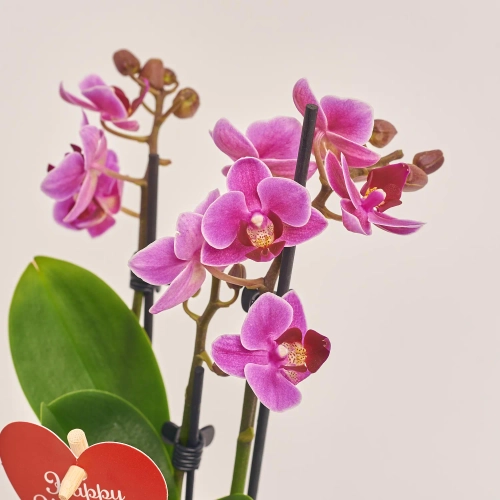 Фаленопсис міні 2ст. рожевий, артикул: 55521 Зображення товару Фаленопсис міні 2ст. рожевий, артикул: 55521
