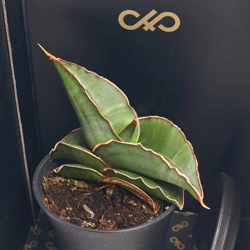 Зображення товару Сансевієрія мікс в кер., артикул: 56907